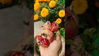 ছাদবাগানের টুকটুকে লাল ডালিম #2025 #fruit #pomegranate #youtubeshorts #homegrown #nature #garden