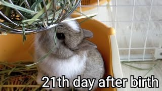 ネザーランドドワーフ子うさぎ 生後21日目【Rabbits grow from 0 to 31 days after birth】