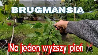 Jak przycinać brugmansje na jeden wysoki pień, rozkrzewia się ? działaj ! Brugmansia sanguinea.