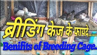 Benefits of Pigeon Breeding cage || ब्रीडिंग केज के फायदे || Pigeon Breeding Cage ||