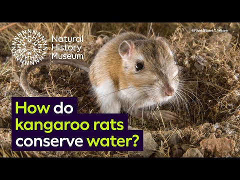 Do kangaroo rats drink their urine?