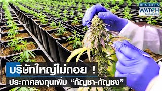 บริษัทใหญ่ไม่ถอย! ลงทุนเพิ่ม “กัญชา-กัญชง” | BUSINESS WATCH | 30-05-66