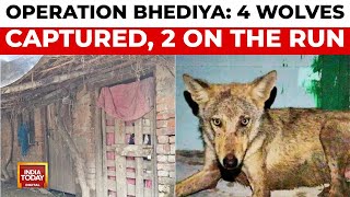 Operation Bhediya: Wolf Attacks in UP, 4 Captured, 2 Still on the Run