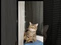 heran banget mukanya catlovers catvideos funnyvideo kucing cat kucinglucu funny cute