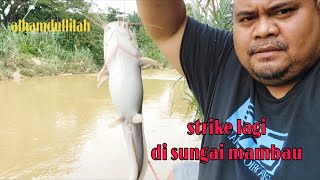 (EP:116)MEMANCING DI SUNGAI MAMBAU HASIL MANTAP