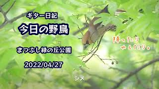 ギター日記　今日の野鳥　・　まつぶし緑の丘公園　2022年4月27日