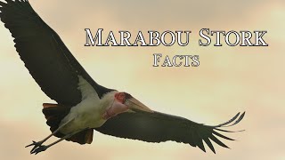 Quick facts about Marabou Stork | Nature | Birds