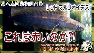 レッドなのか？！うちで飼育中のチャンナマルリオイデスを見て！【アクアリウム】【熱帯魚】【ロイヤルトーマン】【スネークヘッド】