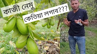 কাজী নেমু অতি লাভজনক খেতি।কেতিয়া লগাব লাগে ? Assam lemon farming। Biswanath agrifarm