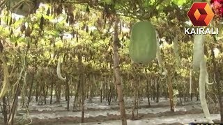 Palakkad's Vegetable Farms Are Getting Ready For The Onam Harvest