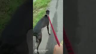 fire greyhound01/check my vlog/subscribe chanmel/pavi/harry/dog races