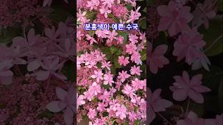 분홍색이 예쁜 수국. pretty pink hydrangea bloom 💗. #박서진 춘몽