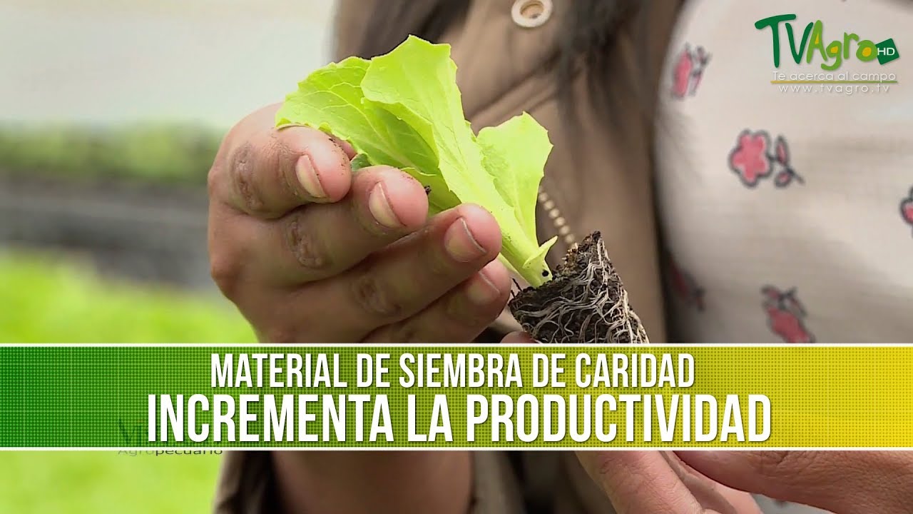 Como Incrementar La Productividad En La Siembra - TvAgro Por Juan ...