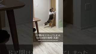 【生後8ヶ月】ドア開けをマスターしてしまったなぎちゃん🤪Nagisa can now open doors#shorts