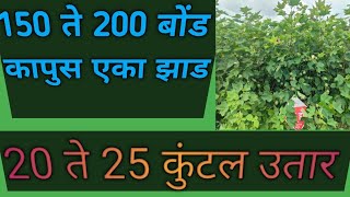 कापुस पिक नवीन माहिती। कापुस एक झाड़ 100 बोंड। kapus lasat favarani konti karavi। #शेतकरी #viral