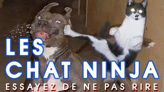 Essayez De Ne Pas Rire - Les chats ninja - Chats qui battent