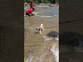 isn't it cute, watching this cute little one playing in the water 🐶❤️ #puppydogs #waterfall #water