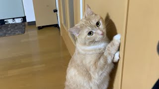 猫が「ここ掘れにゃんにゃん」してたので見守ってみた