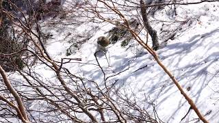 蝶ヶ岳の雌雷鳥