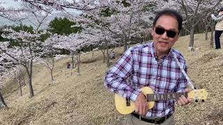 山一面、満開の桜の花で覆われた中♪「ハルノヒ　２」宇陀市内牧の広大な「区民の森」【暗闇の風景】0025