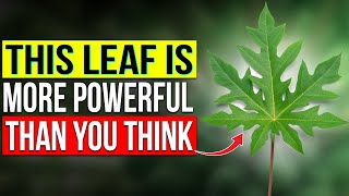 Why No One Talks About This Leaf… The Health Benefits Are MIND-BLOWING!