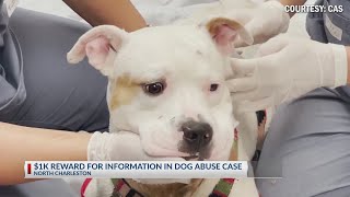 Charleston Animal Society offering $1K reward for information on dog with 'choke chain' embedded in