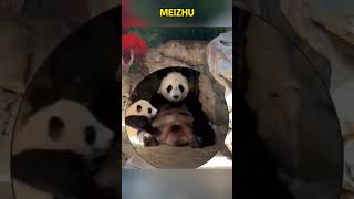 妹猪不想睡觉就是想晒太阳怎么了？看把孩子吓的 #cute #pandachina #animals #panda #funny #pandacub #cutepanda #giantpanda