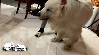 夜中に泥だらけで帰宅して洗ってもらったルンルンです　Great Pyrenees　グレートピレニーズ