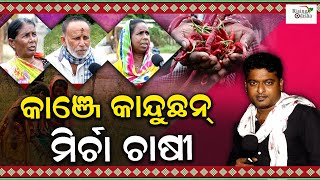 Kuchinda-Bamra 'Mirchi Farmers' Facing Problems Over Low MSP Rate | Sambalpur Election News 2024