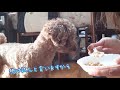 納豆ですが食べてみます？