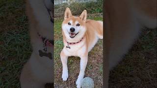 柴犬ポンちゃんと柴ねこコウタン　お散歩行く？に首傾げてかわえぇ💕