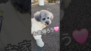 【絶対帰らない！】トリミング(お姉さん)が好き過ぎる愛犬ミント🐨 #トイプードルシルバー #shorts #toypoodle