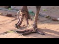 hadeda ibis feet entanglement