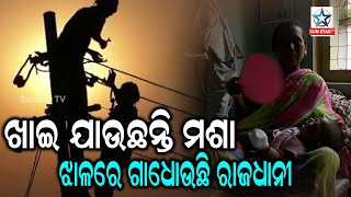 ବରମ୍ଭାର କଟୁଛି କରେଣ୍ଟ, ଖାଇ ଯାଉଛନ୍ତି ମଶା ଅସହ୍ୟ ତାତି ଗରମରେ ଝାଳରେ ବୁଡ଼ୁଛି ରାଜଧାନୀ