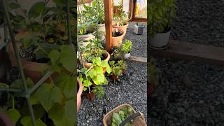 Harvesting Fresh, Crisp Lettuce in Winter from My Greenhouse 🌱❄️