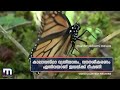 മൊണാർക്ക് ചിത്രശലഭങ്ങളുടെ ഉയർത്തെഴുന്നേൽപ്പ് mathrubhumi news