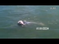 hd mother dolphin carry baby...died 死んだ子イルカを背中に乗せ海へ帰るイルカ