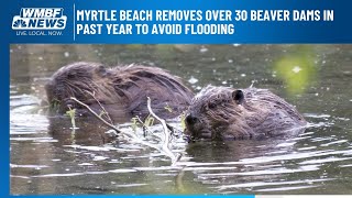 Myrtle Beach removes over 30 beaver dams in past year to avoid flooding