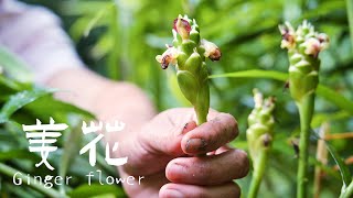 姜花，壹道完全靠運氣才能吃到的菜|Ginger Flower, a dish that can only be eaten by luck【乡野莲姐】