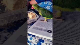 Dr. Parrot| #song #music #love #reels #smile #share #shorts #video #viral #video #cockatiel#nature