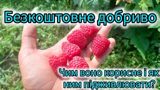 Безкоштовне добриво для малини - попіл ПОПІЛ - це корисно? Чим підживити малину Кориневе підживлення