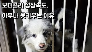 지능1등! 양몰이강아지 새끼보더콜리 분양 아무나 하면 안되는이유, 하루 한번도 산책 못하면 분양하지 말자!(가평또로네)