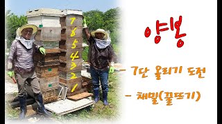 베짱이 도시농부- 벌통 7단올리기와 채밀