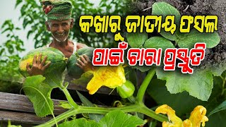 Kakharu jatiya phasala parichalana upaya | କଖାରୁ ଜାତୀୟ ଫସଲ ପରିଚାଳନା ଉପାୟ