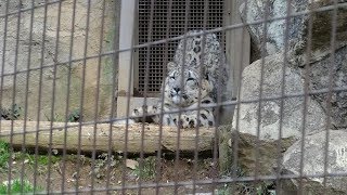 ユキヒョウ赤ちゃんフク  「ワンと鳴いたら笑われたニャ」bow-wow 2019.4月 Snow Leopard Cub  Panthère des neiges