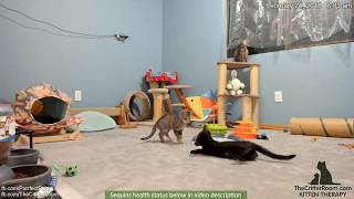 Olympian Kittens - Pounce Flip