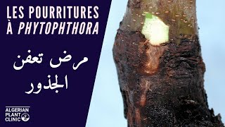 Root and Collar Rot - La pourriture radiculaire à Phytophthora