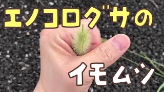 【草花遊び】エノコログサの毛虫イモムシの遊び方