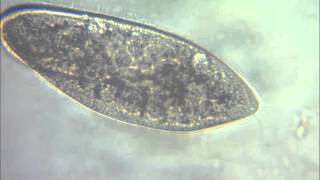 Pantofelki (Paramecium) - wodniczki tętniące i pokarmowe, cytostom.