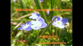 大犬のふぐり（おおいぬのふぐり）Veronica persica日本花図鑑　Japanese flower guide